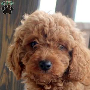 Kody, Cockapoo Puppy
