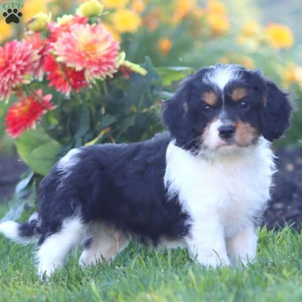 Kody, Cavapoo Puppy