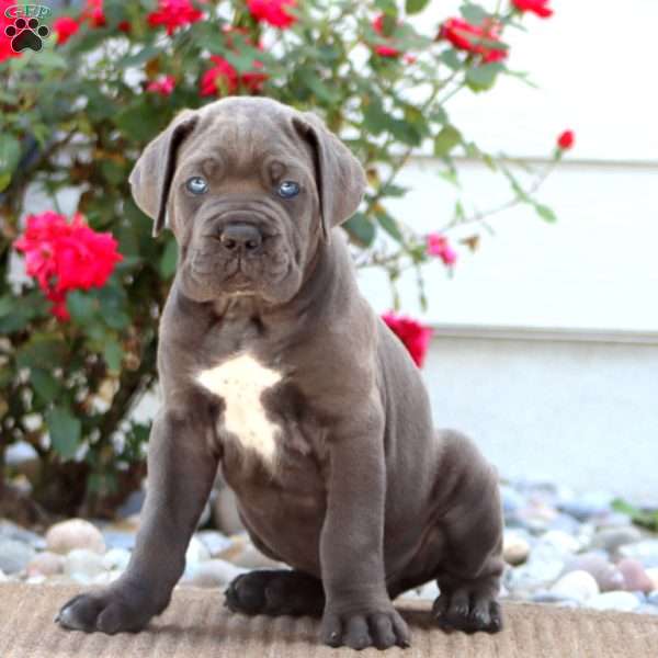 Kody, Cane Corso Puppy