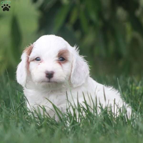 Kody, Cavapoo Puppy