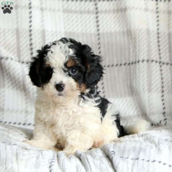 Kolby, Cavapoo Puppy