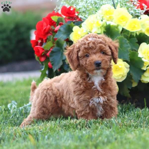 Kolby, Miniature Poodle Puppy