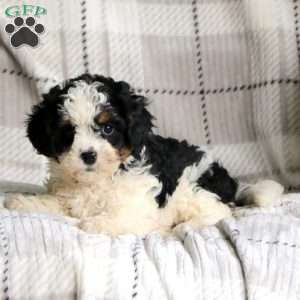 Kolby, Cavapoo Puppy