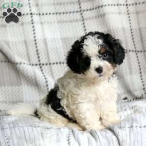 Kolby, Cavapoo Puppy