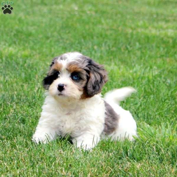 Kolton, Cavapoo Puppy