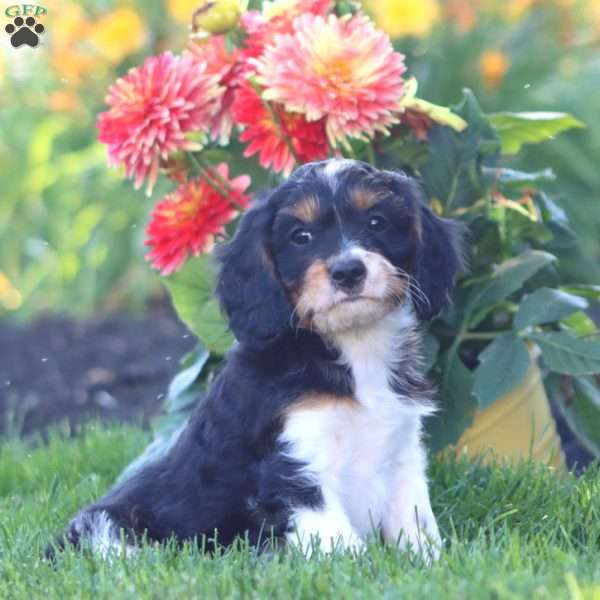 Kolton, Cavapoo Puppy