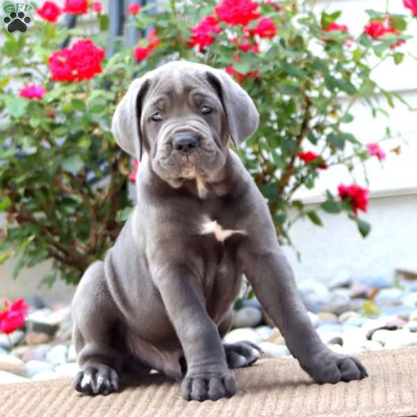 Kolton, Cane Corso Puppy