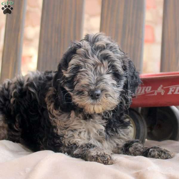 Kookie, Cockapoo Puppy