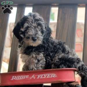 Kookie, Cockapoo Puppy
