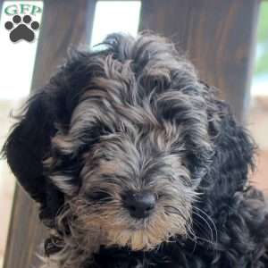 Kookie, Cockapoo Puppy