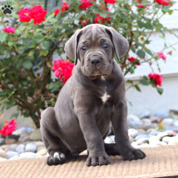 Kookie, Cane Corso Puppy