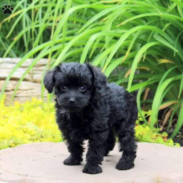 Kooper, Yorkie Poo Puppy