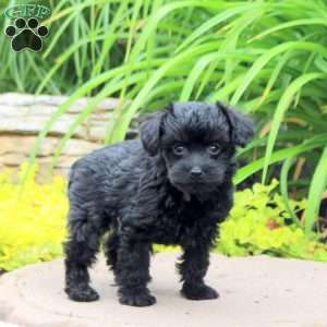 Kooper, Yorkie Poo Puppy
