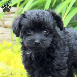 Kooper, Yorkie Poo Puppy