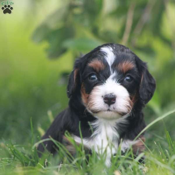 Kove, Cavapoo Puppy