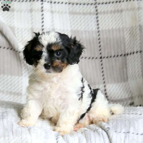 Krissy, Cavapoo Puppy