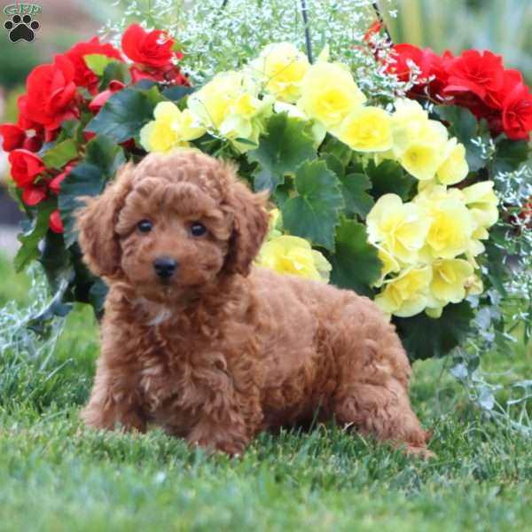 Krissy, Miniature Poodle Puppy