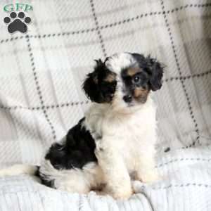 Krissy, Cavapoo Puppy