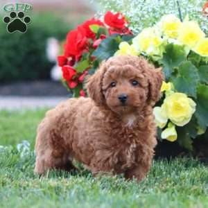 Krissy, Miniature Poodle Puppy