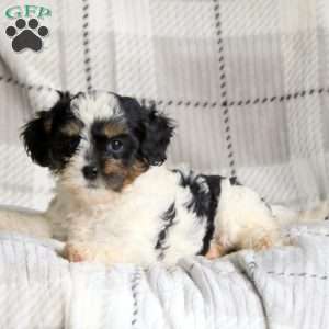 Krissy, Cavapoo Puppy