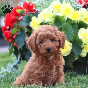 Krissy, Miniature Poodle Puppy