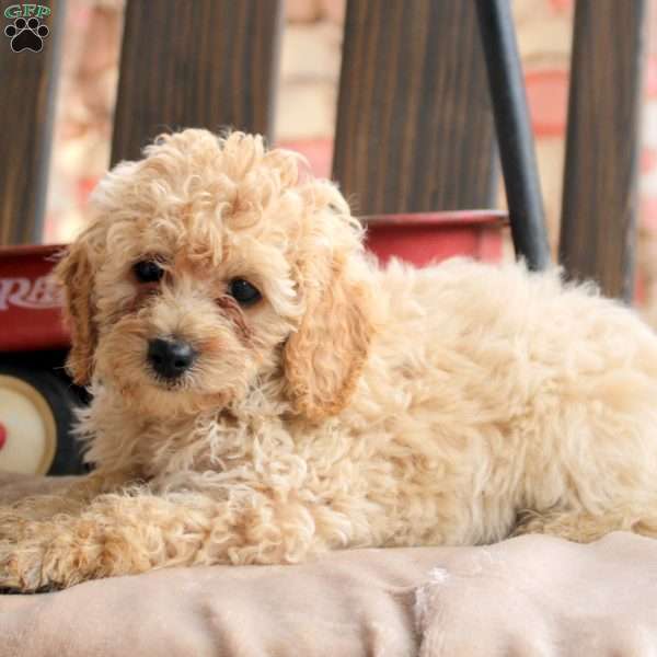 Krista, Cockapoo Puppy
