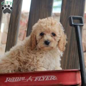 Krista, Cockapoo Puppy