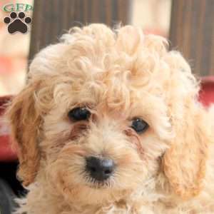 Krista, Cockapoo Puppy