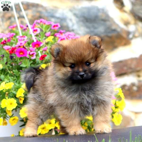 Kutie, Pomeranian Puppy