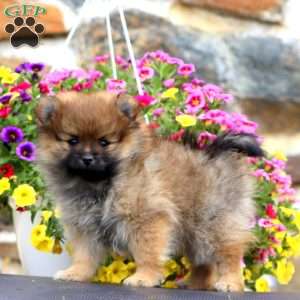 Kutie, Pomeranian Puppy