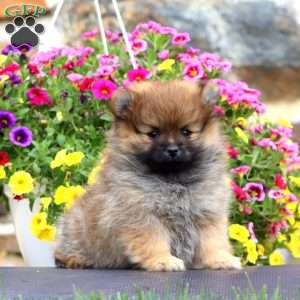 Kutie, Pomeranian Puppy