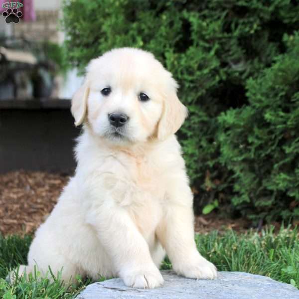 Kyla, English Cream Golden Retriever Puppy