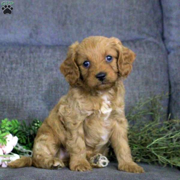 Kyle, Cavapoo Puppy