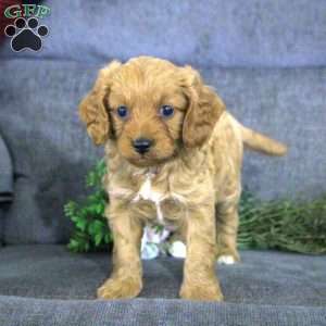 Kyle, Cavapoo Puppy