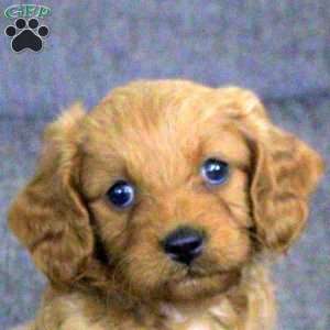 Kyle, Cavapoo Puppy