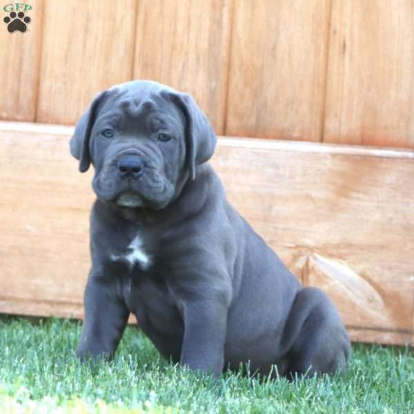 Kyle, Cane Corso Puppy