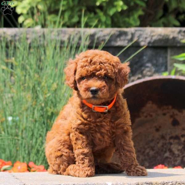 Kyler, Cavapoo Puppy