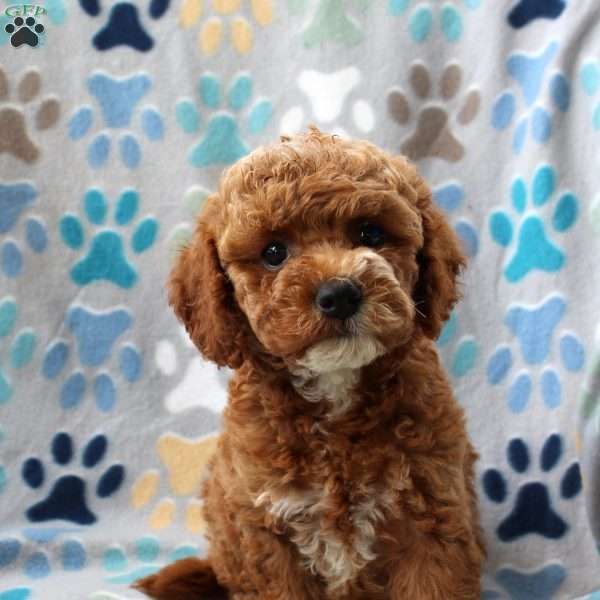 Lacey, Cockapoo Puppy