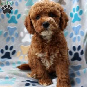 Lacey, Cockapoo Puppy