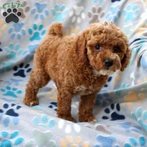 Lacey, Cockapoo Puppy