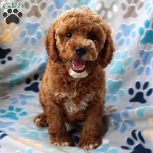 Lacey, Cockapoo Puppy