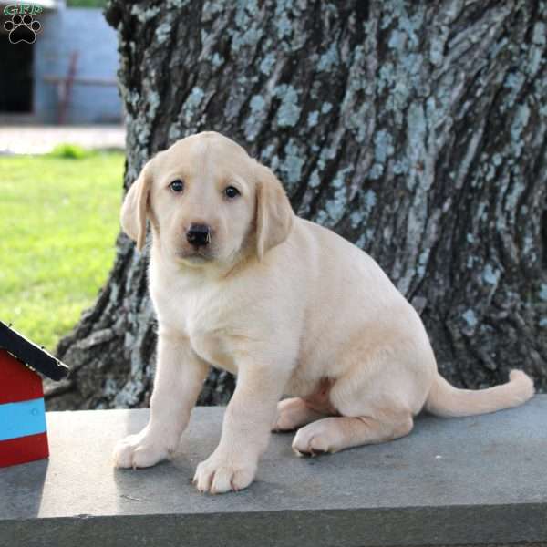 Lacey, Yellow Labrador Retriever Puppy