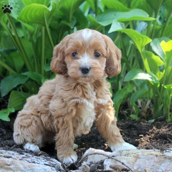 Lacy, Cockapoo Puppy