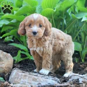 Lacy, Cockapoo Puppy