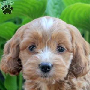 Lacy, Cockapoo Puppy