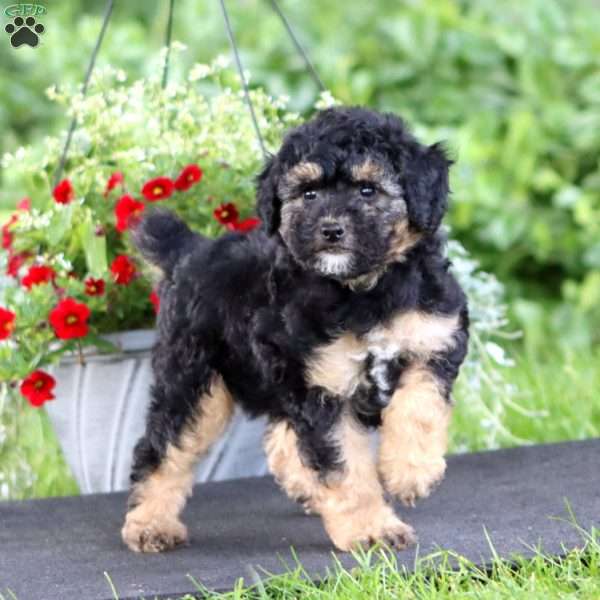 Lacy, Miniature Poodle Puppy