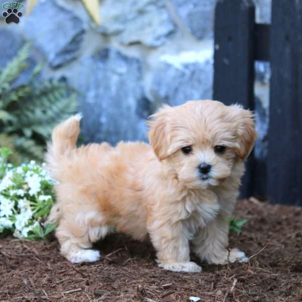 Lacy, Maltipoo Puppy