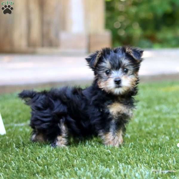 Lacy, Yorkie Puppy