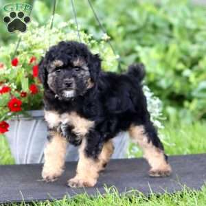 Lacy, Miniature Poodle Puppy