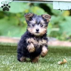 Lacy, Yorkie Puppy